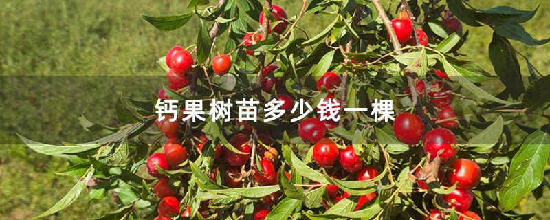 钙果树苗多少钱一棵