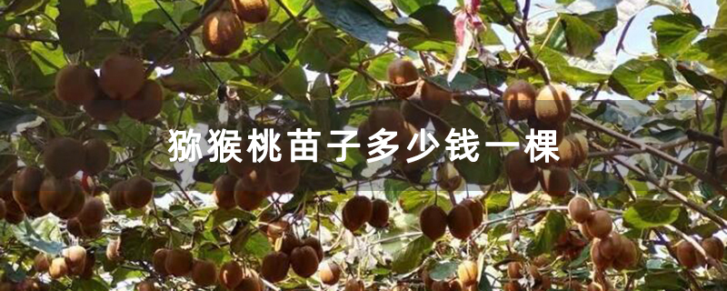 猕猴桃苗子多少钱一棵