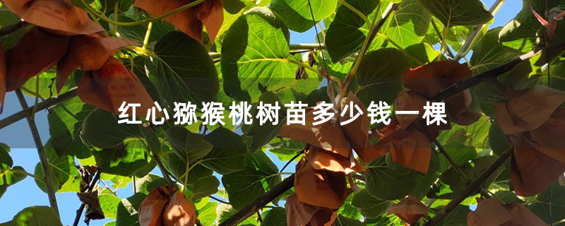 红心猕猴桃树苗多少钱一棵
