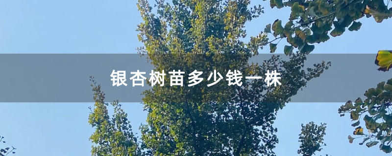 银杏树苗多少钱一株