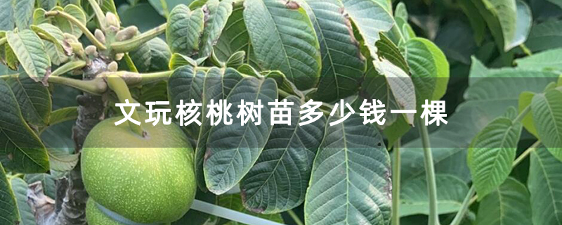 文玩核桃树苗多少钱一棵