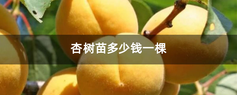 杏树苗多少钱一棵