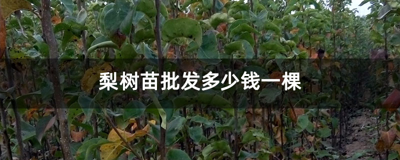 梨树苗批发多少钱一棵