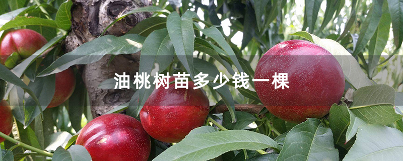 油桃树苗多少钱一棵