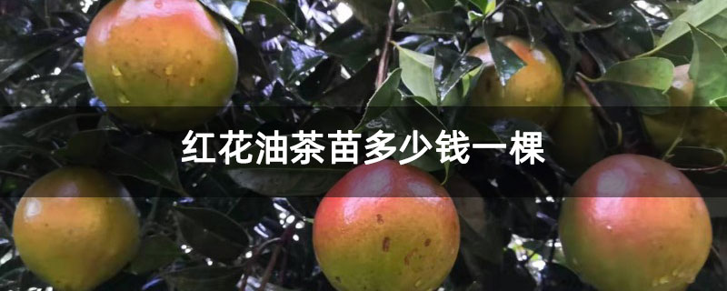 红花油茶苗多少钱一棵