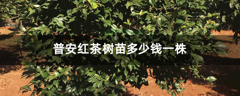 普安红茶树苗多少钱一株