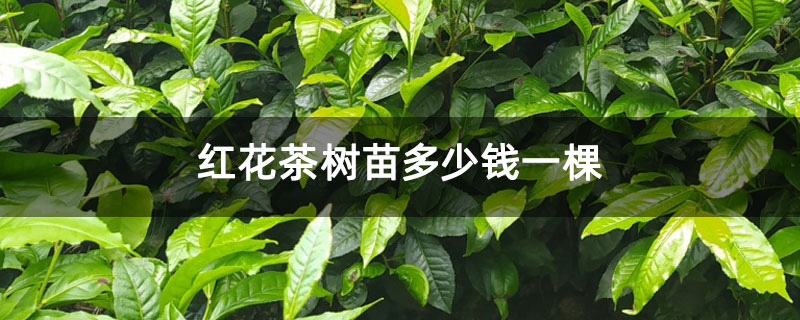 红花茶树苗多少钱一棵