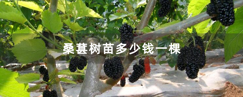 桑葚树苗多少钱一棵
