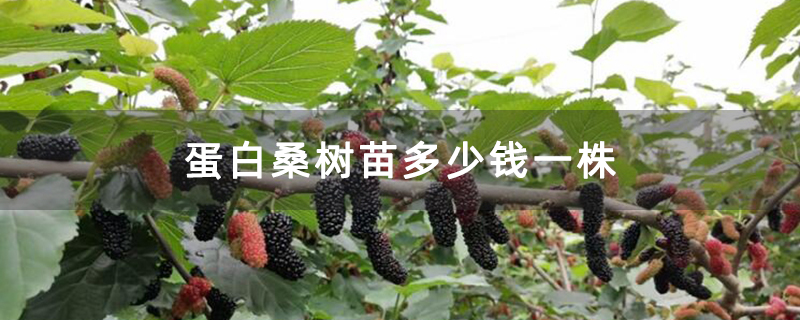 蛋白桑树苗多少钱一株