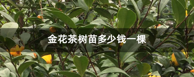 金花茶树苗多少钱一棵