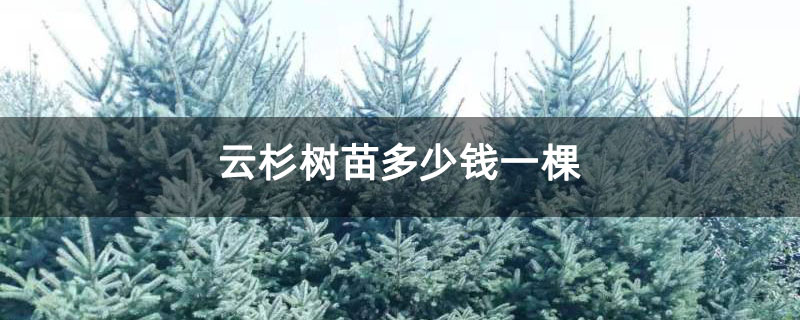 云杉树苗多少钱一棵