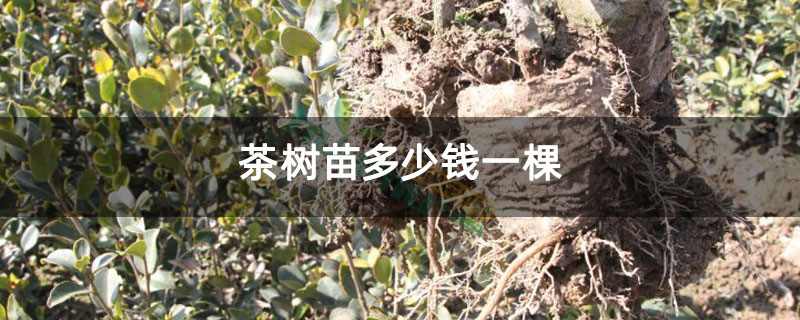 茶树苗多少钱一棵