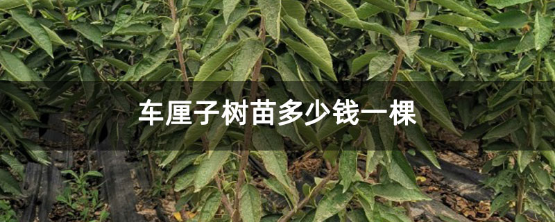车厘子树苗多少钱一棵