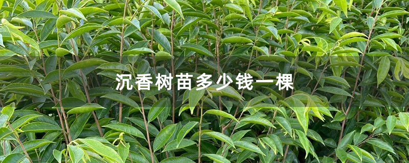沉香树苗多少钱一棵