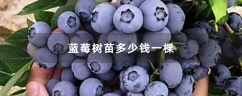 蓝莓树苗多少钱一棵