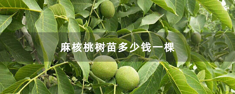 麻核桃树苗多少钱一棵