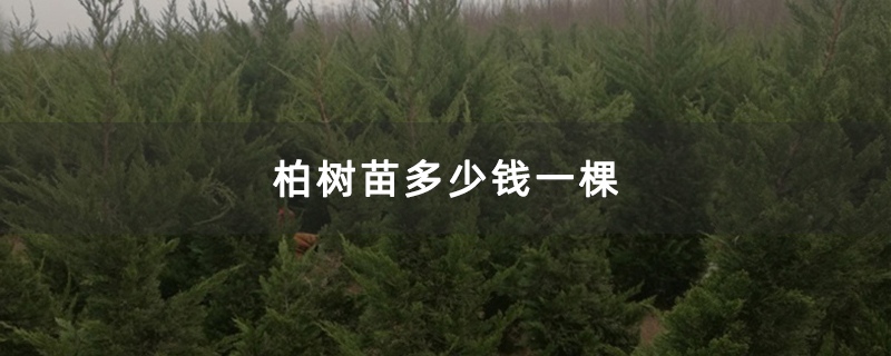 柏树苗多少钱一棵