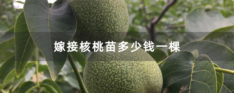 嫁接核桃苗多少钱一棵
