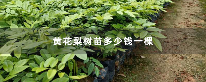 黄花梨树苗多少钱一棵