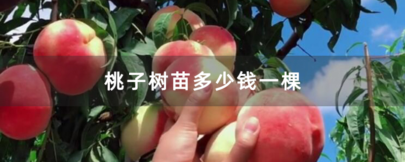 桃子树苗多少钱一棵
