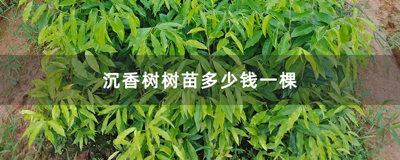 沉香树树苗多少钱一棵