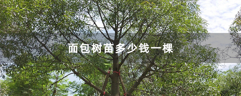 面包树苗多少钱一棵