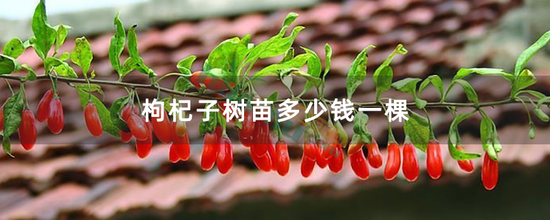 枸杞子树苗多少钱一棵