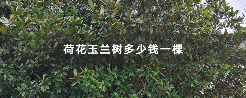 荷花玉兰树多少钱一棵
