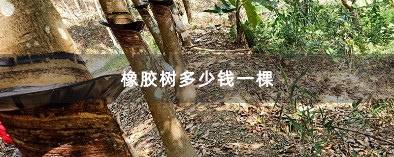 橡胶树多少钱一棵
