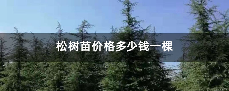 松树苗价格多少钱一棵 松树苗价格多少钱一棵
