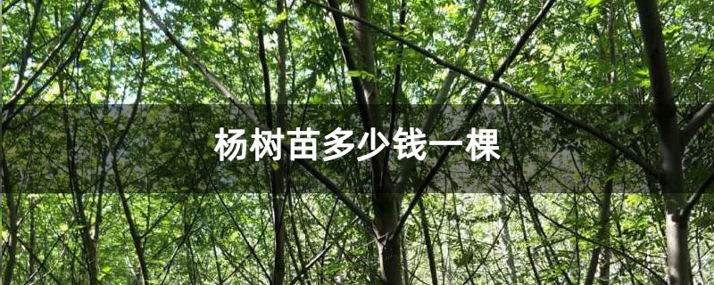 杨树苗多少钱一棵