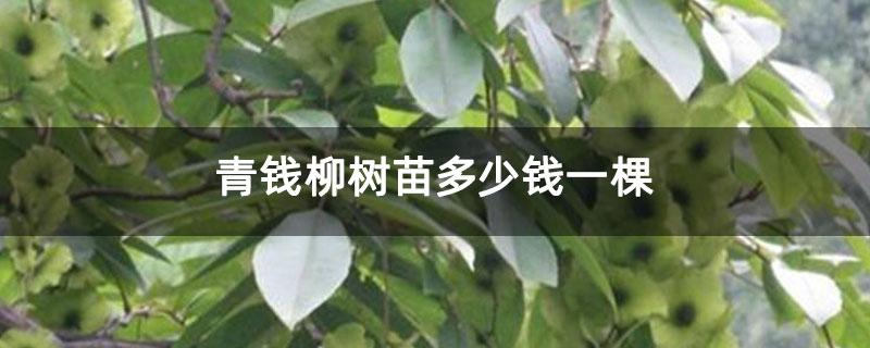 金钱柳树苗多少钱一颗