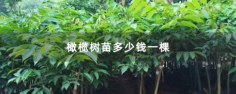 橄榄树苗多少钱一棵