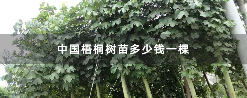 中国梧桐树苗多少钱一棵