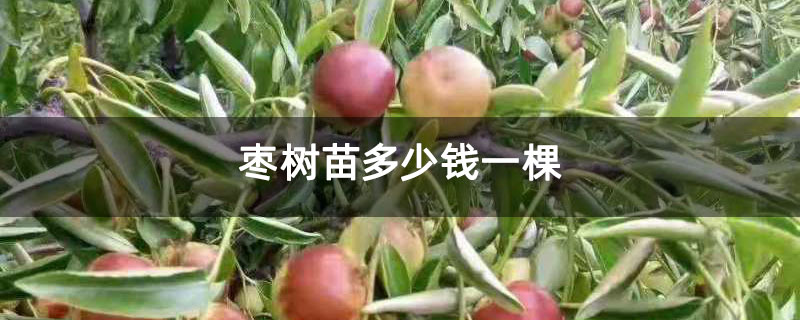 枣树苗多少钱一棵