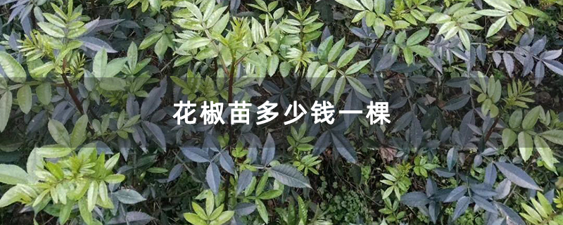 花椒苗多少钱一棵