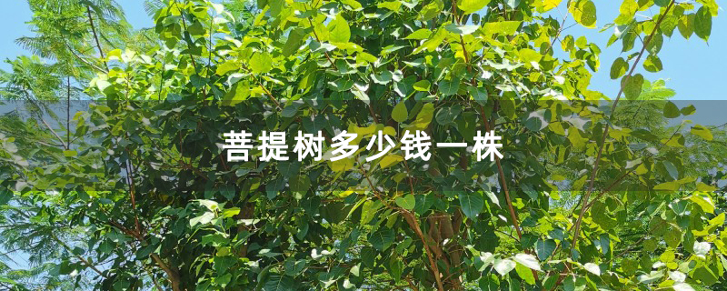 菩提树多少钱一株