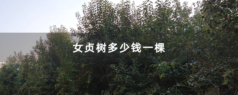 女贞树多少钱一棵