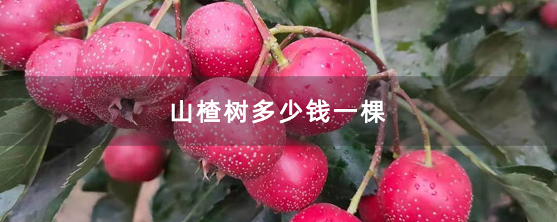 山楂树多少钱一棵