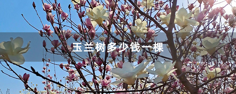 玉兰树多少钱一棵