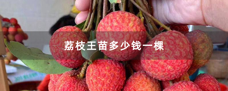 荔枝王苗多少钱一棵