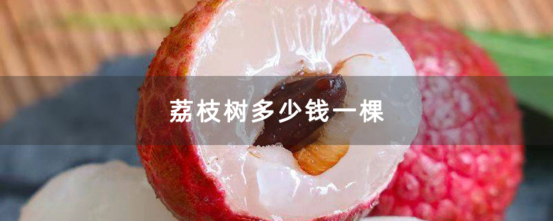 荔枝树多少钱一棵