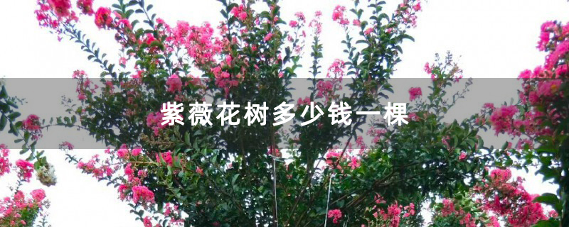 紫薇花树多少钱一棵