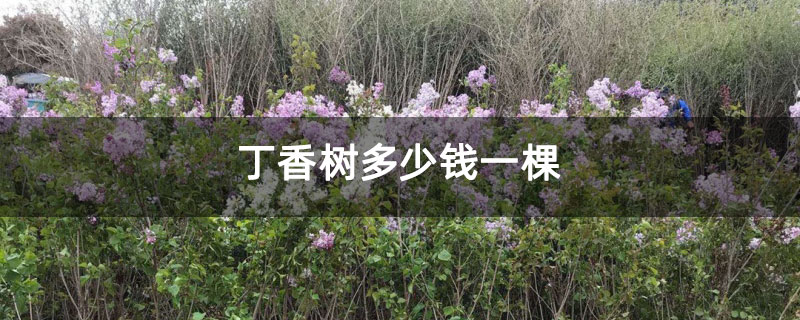 丁香树多少钱一棵