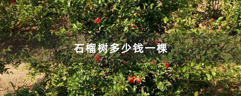 石榴树多少钱一棵