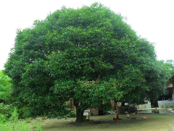 大桂花树价格多少钱一棵？大桂花树的种植技术