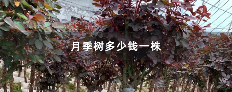 月季树多少钱一株