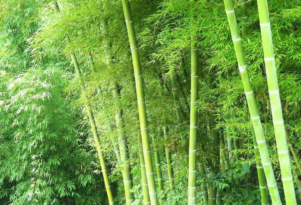 刚竹价格多少钱一棵？刚竹如何种植？