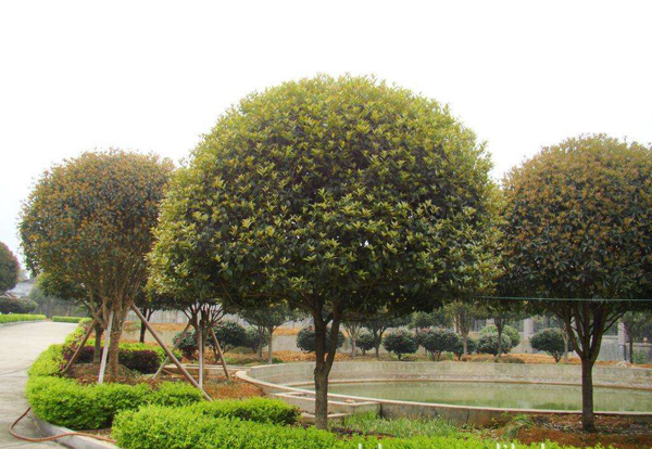 大桂花树