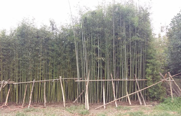 刚竹